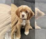 Small Photo #1 Cocker Spaniel Puppy For Sale in ELIDA, OH, USA