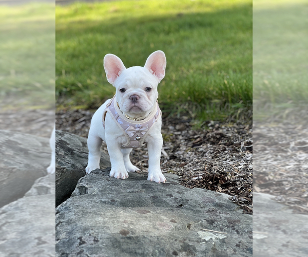 Medium Photo #7 French Bulldog Puppy For Sale in CARVER, OR, USA