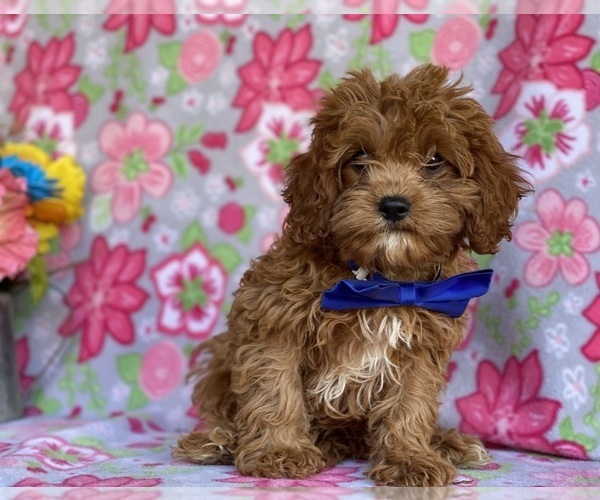 Medium Photo #3 Cavapoo Puppy For Sale in LANCASTER, PA, USA