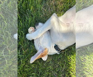 Newdle - Male Labrador Retriever-Unknown Mix Dog for Adoption - Photo #8