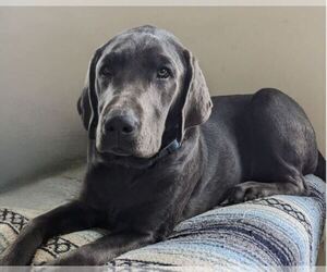 Father of the Labrador Retriever puppies born on 05/29/2025