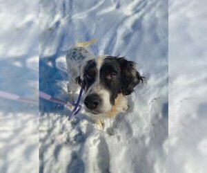English Setter-Unknown Mix Dogs for adoption in Warrenton, VA, USA