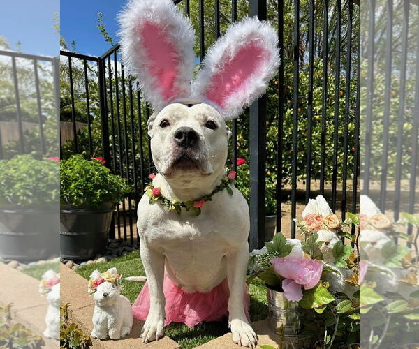 Medium Photo #3 American Pit Bull Terrier-Unknown Mix Puppy For Sale in Redlands, CA, USA