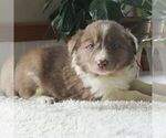 Small Photo #3 Border Collie Puppy For Sale in MANHEIM, PA, USA