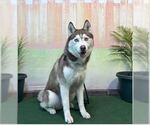 Small Siberian Husky
