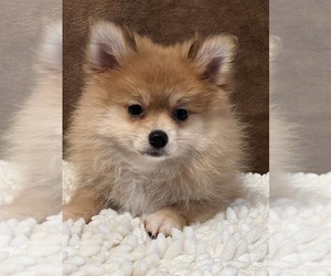 Pomeranian Puppy for sale in MARTINSVILLE, IN, USA
