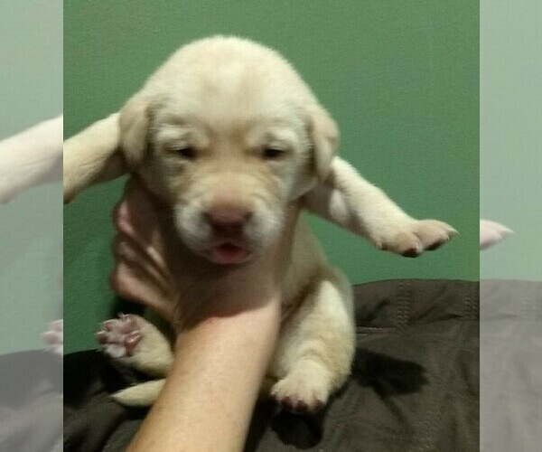 Medium Photo #2 Labradoodle-Labrador Retriever Mix Puppy For Sale in MYRTLE BEACH, SC, USA