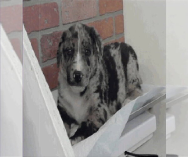 Medium Photo #1 Catahoula Leopard Dog-Unknown Mix Puppy For Sale in Lakewood, CO, USA