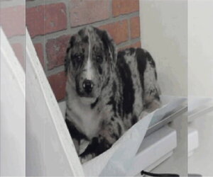Catahoula Leopard Dog-Unknown Mix Dogs for adoption in Lakewood, CO, USA