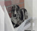 Small Catahoula Leopard Dog Mix