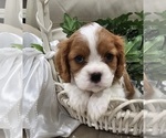 Small Photo #9 Cavalier King Charles Spaniel Puppy For Sale in NIXA, MO, USA