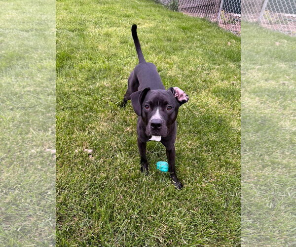 Medium Photo #5 American Pit Bull Terrier-Labrador Retriever Mix Puppy For Sale in Germantown, OH, USA