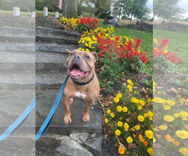 Medium Photo #27 American Bulldog-Unknown Mix Puppy For Sale in Derwood, MD, USA
