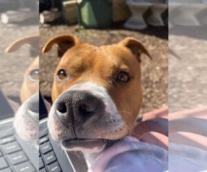 American Pit Bull Terrier Dogs for adoption in Horn Lake, MS, USA