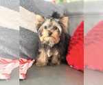 Small #7 Yorkshire Terrier