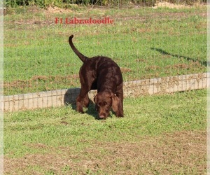 Labradoodle Puppy for sale in CREWE, VA, USA