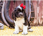 Small Photo #3 Cocker Spaniel Puppy For Sale in WAKARUSA, IN, USA