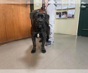 American Staffordshire Terrier-Unknown Mix Dogs for adoption in Pasadena, CA, USA