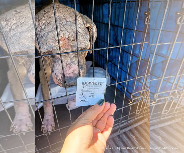 Medium Photo #9 Boxer-Unknown Mix Puppy For Sale in Escondido, CA, USA