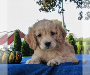 Labradoodle-Poodle (Miniature) Mix Puppy for sale in GAP, PA, USA