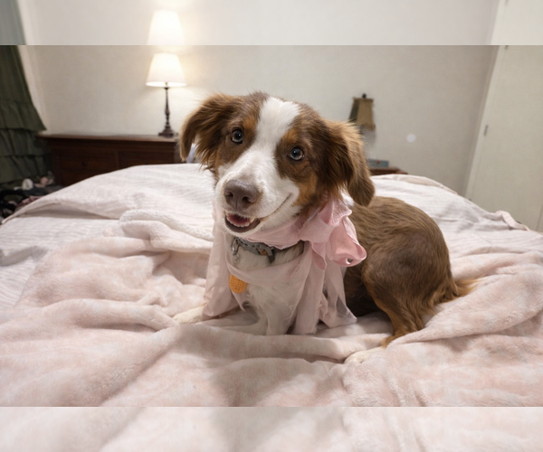 Medium Photo #4 Australian Shepherd Puppy For Sale in Dallas, TX, USA