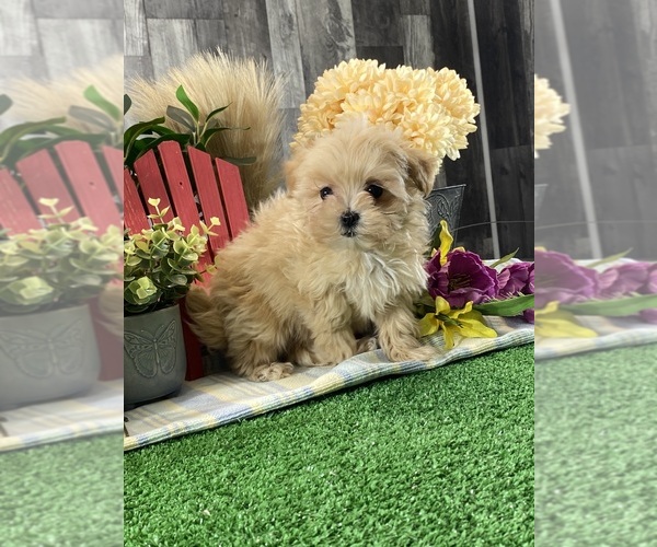 Medium Photo #4 Maltipoo (Toy) Puppy For Sale in CANOGA, NY, USA