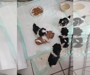 Shih Tzu Puppy for sale in JONESVILLE, MI, USA