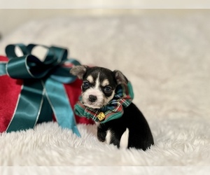 Chihuahua Puppy for sale in HUFFMAN, TX, USA