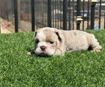 Small #13 English Bulldog