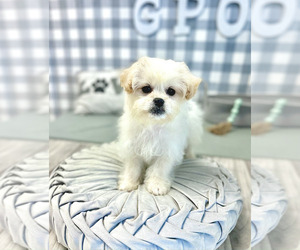 Zuchon Puppy for sale in MARIETTA, GA, USA