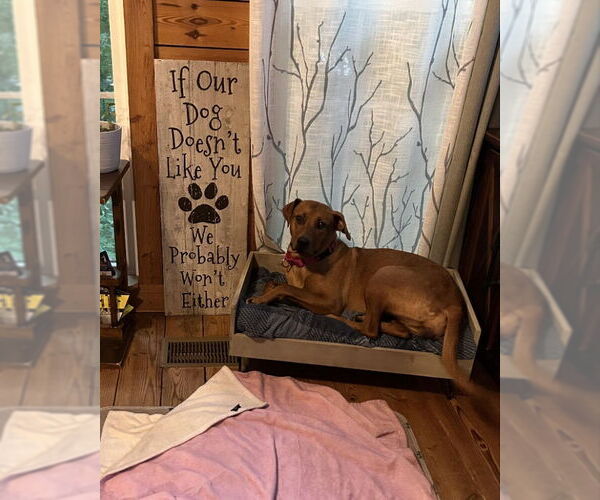 Medium Photo #3 Labrador Retriever-Rhodesian Ridgeback Mix Puppy For Sale in Ball Ground, GA, USA