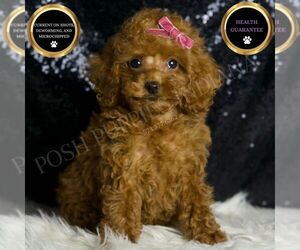 Poodle (Toy) Puppy for sale in WARSAW, IN, USA
