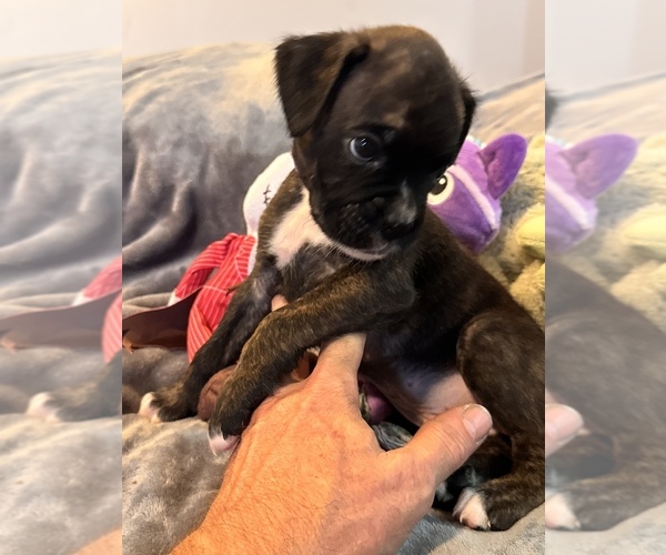 Medium Photo #6 Boxer Puppy For Sale in LANSING, MI, USA