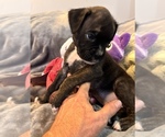 Small #5 Boxer