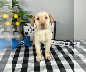 Labrador Retriever Puppy for sale in FRANKLIN, IN, USA