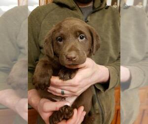 Labrador Retriever Puppy for Sale in WEAVERVILLE, North Carolina USA