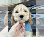 Small #3 Cockapoo (Miniature)