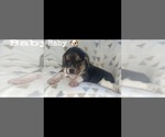 Puppy Baby Beagle