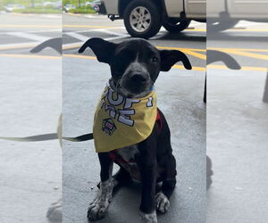 Mutt Dogs for adoption in Lawrenceville, NJ, USA