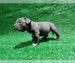 Small #3 American Bully