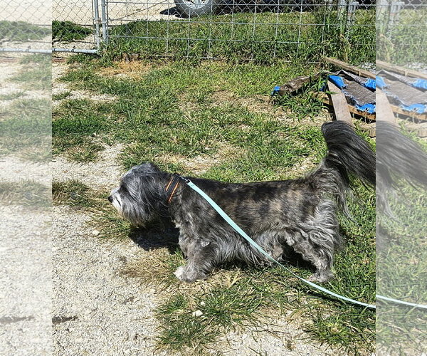 Medium Photo #2 Tibetan Terrier-Unknown Mix Puppy For Sale in Stover, MO, USA