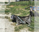 Small Photo #2 Tibetan Terrier-Unknown Mix Puppy For Sale in Stover, MO, USA