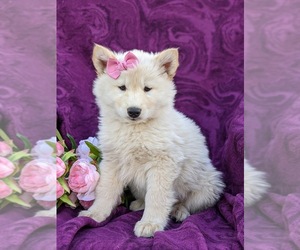 Alaskan Husky-Pomsky Mix Puppy for sale in QUARRYVILLE, PA, USA