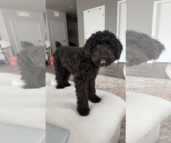 Medium Photo #3 Mutt Puppy For Sale in St. Louis Park, MN, USA