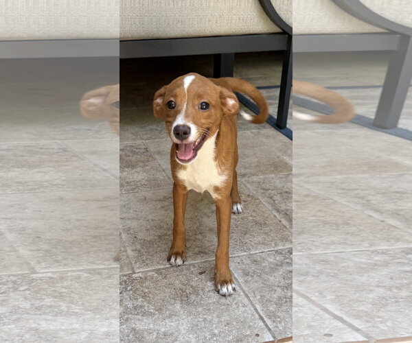 Medium Photo #1 Mutt Puppy For Sale in The Woodlands, TX, USA