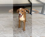Small Mutt
