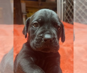 Boerboel Puppy for sale in OMAHA, NE, USA