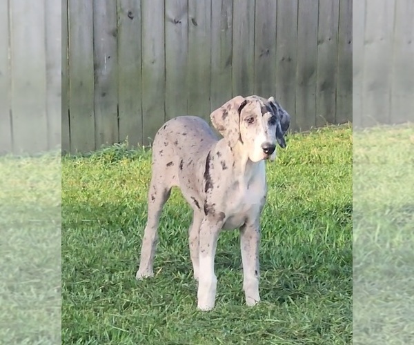 Medium Photo #5 Great Dane Puppy For Sale in DENHAM SPRINGS, LA, USA