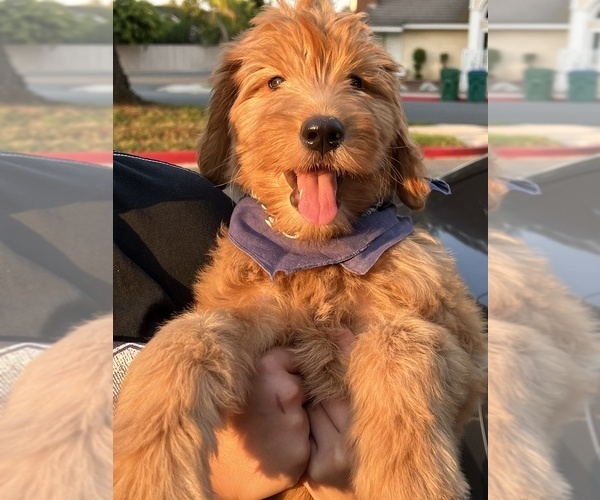 Medium Photo #1 Goldendoodle Puppy For Sale in IRVINE, CA, USA