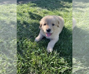 Golden Labrador Puppy for sale in FARMINGTON, MO, USA